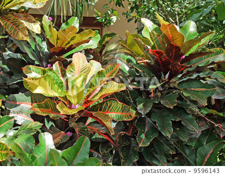 Tropical plants 9596143