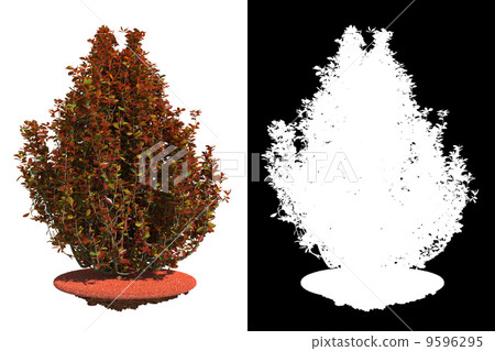 Scarlet Bush Isolated on White Background. 9596295