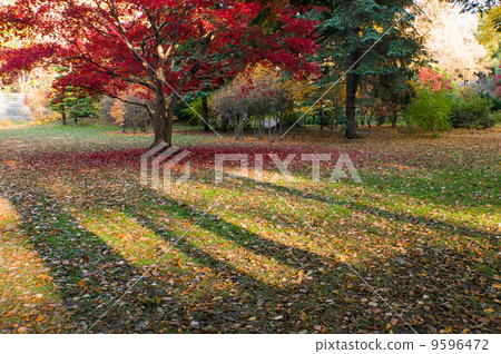 Shadow Shadow 9596472