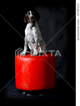 german shorthaired pointer puppy 9596523