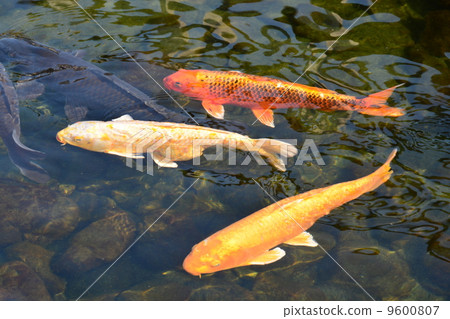 A carp in a pond beneath a swan garden 9600807