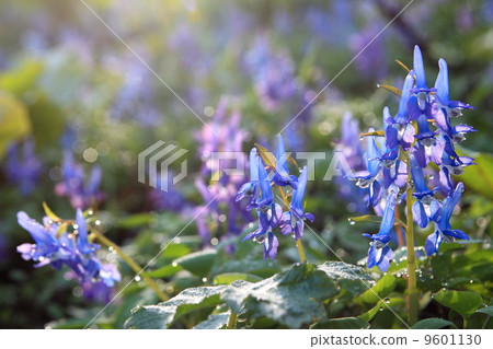 藍色的花 藍色的花 9601130