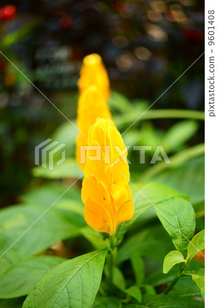 Pakista Kiss Lutea Flower language: Beautiful girl Pachystachys lutea Pakista Kiss Lutea Flower language: Beautiful girl Pachystachys lutea 9601408