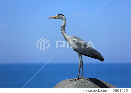 Gray heron 9601425