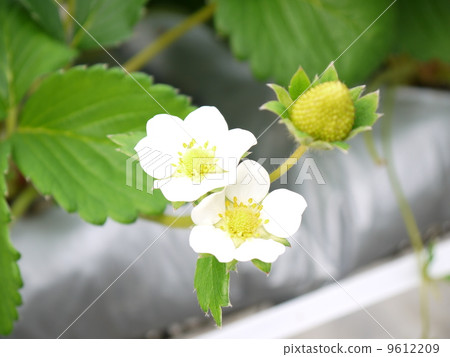 草莓花 9612209