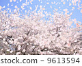 SakuraFubuki  9613594