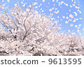 SakuraFubuki  9613595