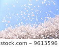 SakuraFubuki  9613596