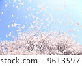 SakuraFubuki  9613597