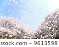 SakuraFubuki  9613598
