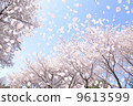 SakuraFubuki  9613599
