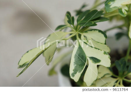 Hong Kong Hong Kong 9613764