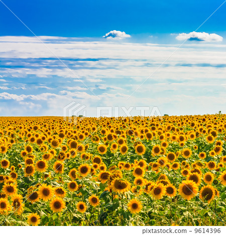 Sun flowers Field Against A Blue Sky 9614396