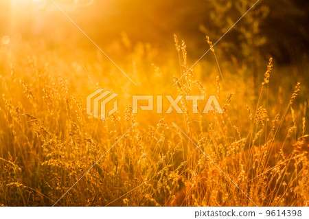 Summer Grass On Meadow Summer Grass On Meadow 9614398