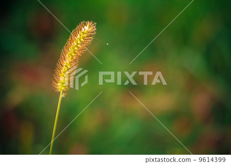 Summer Grass. Summer Grass. 9614399