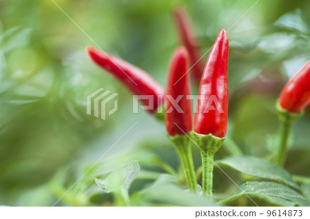 plant of ornamental chili in vegetable garden, spicy and natural 9614873