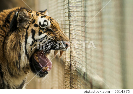 Angry tiger in the cage 9614875