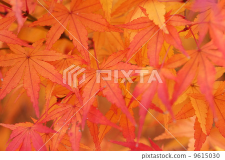 秋天的樹葉 9615030