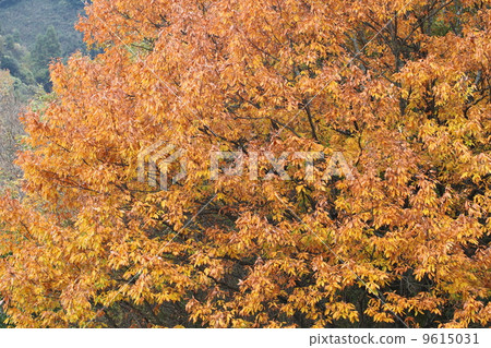 秋葉的Konugi 9615031