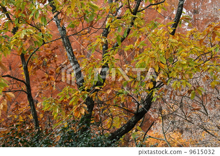 秋葉上升的森林 9615032