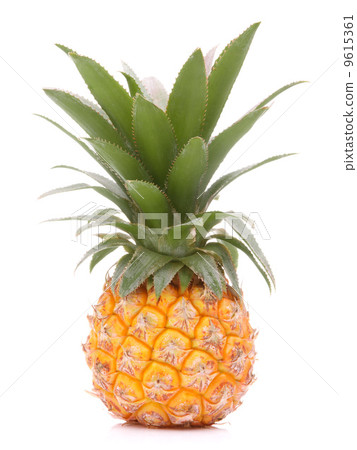 Pineapple tropical fruit or ananas 9615361