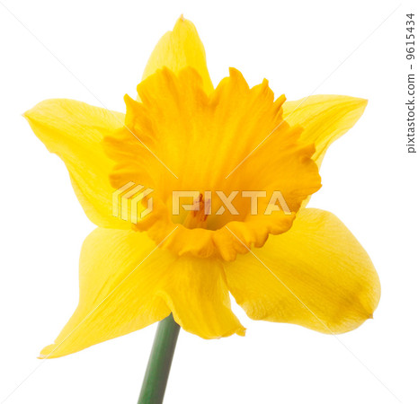 Daffodil flower or narcissus isolated on white background cutout 9615434
