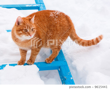Red Cat Walking In The Snow 9615441
