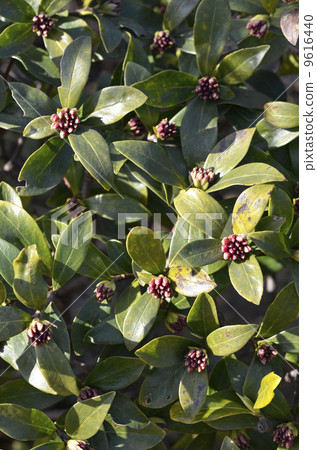 銀杏芽的芽（1月） 9616440