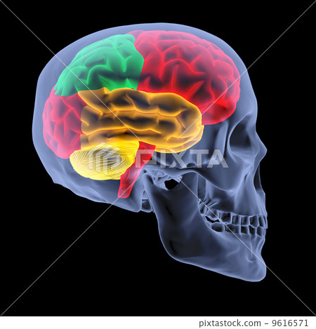 brain brain 9616571
