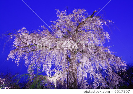 在Maruyama公園的櫻花晚上 在Maruyama公園的櫻花晚上 9617507