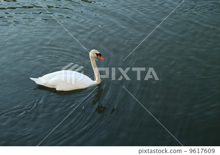 Swan Swan 9617609