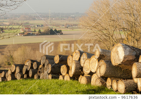 sawn timber tree trunks in the flanders forest autumn 9617636