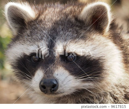 raccoon  9617815