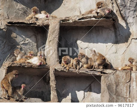 Japanese macaques 9617817