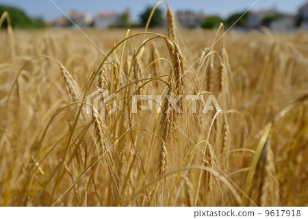 Rye field Rye field 9617918