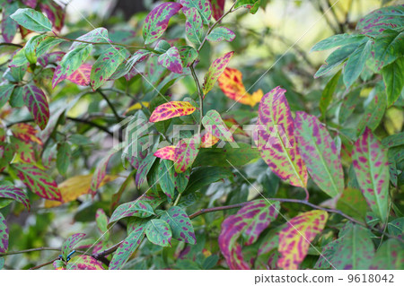 Autumn leaves of Cobanosuina 9618042