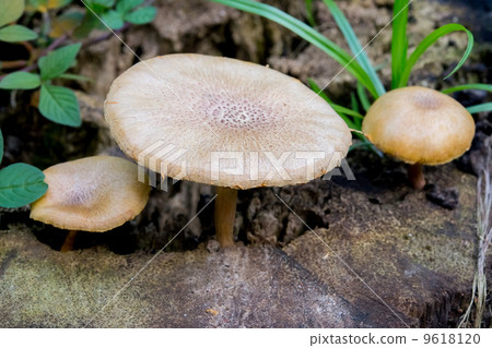 Wild Mushrooms on a Timber Wild Mushrooms on a Timber 9618120