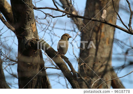 Shade on trees 9618778