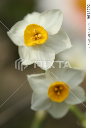 Narcissus 9618792