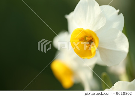 Narcissus 9618802