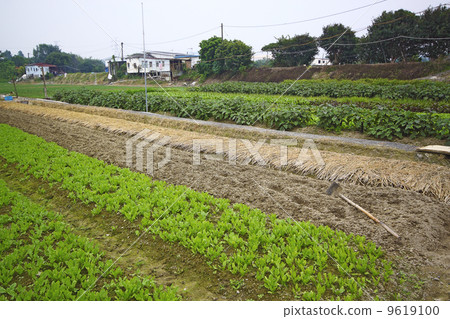 Cultivated land in a rural 9619100