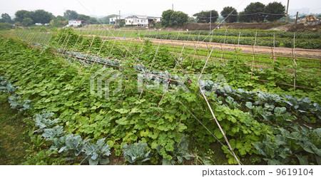 Cultivated land in a rural 9619104