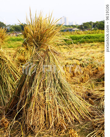 Harvest rice 9619106