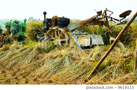 tractor on rice farm tractor on rice farm 9619113