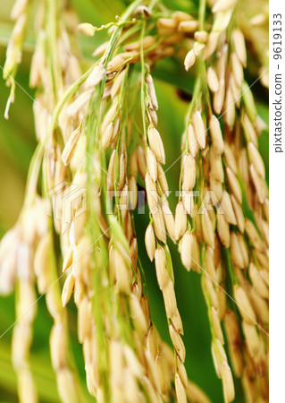 asmine rice in farm. 9619133