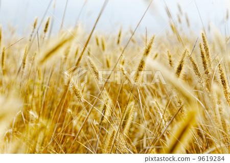 Yellow silvergrass Yellow silvergrass 9619284