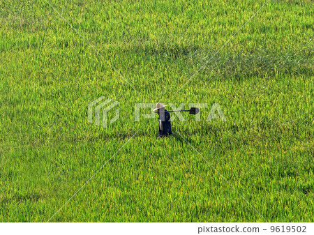 Farmer walking through a wheat field 9619502