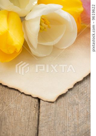 tulip flowers on wood tulip flowers on wood 9619622