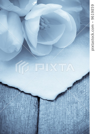 tulip flowers on wood 9619859