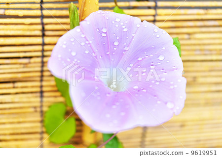 A morning glory image that gets wet in morning dew. 9619951